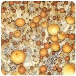 Псилоцибиновые (галлюциногенные)  грибы Psilocybin "Golden Teacher" в Архангельске