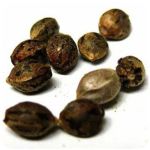 Семена марихуаны АК-47  (Seeds AK-47) в Архангельске